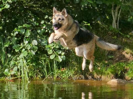 Schäferhund-Beitrag-Bild