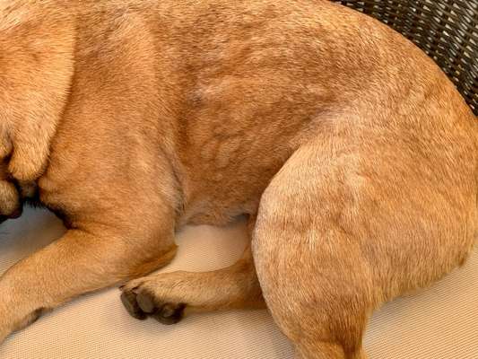 Französische Bulldoggen-Beitrag-Bild