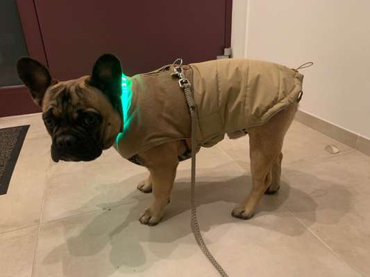 Französische Bulldoggen-Beitrag-Bild