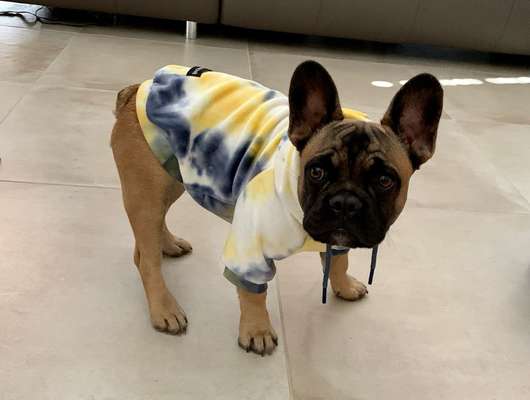 Französische Bulldoggen-Beitrag-Bild