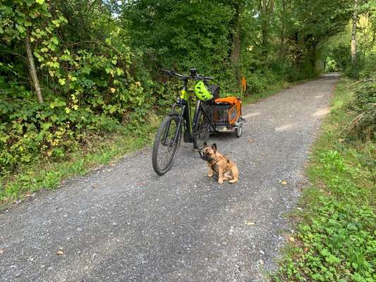 Französische Bulldoggen-Beitrag-Bild
