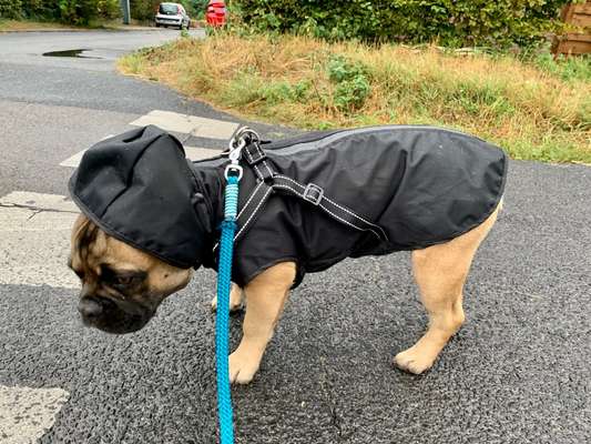 Französische Bulldoggen-Beitrag-Bild