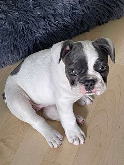 Welpen Bilder !-Beitrag-Bild