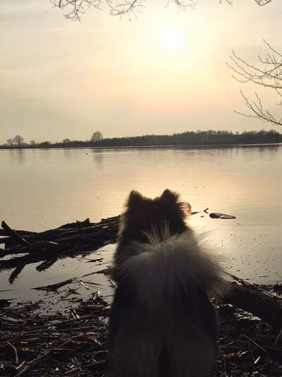 Dogorama-Monats-Challenge-Mai "Wasser"-Beitrag-Bild