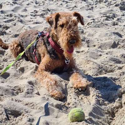 Hundetreffen-Spaziergänge