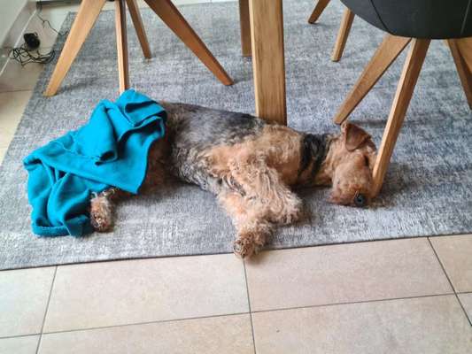 Airedale Terrier-Beitrag-Bild