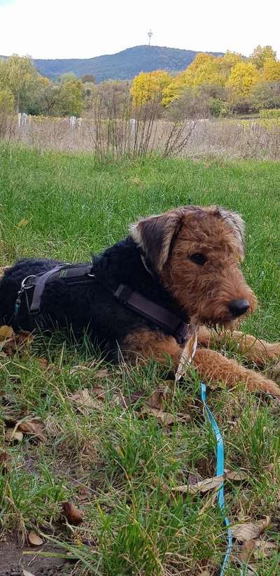Airedale Terrier-Beitrag-Bild