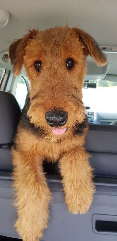 Airedale Terrier-Beitrag-Bild