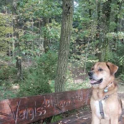 Hundetreffen-Sozialer Kontakt