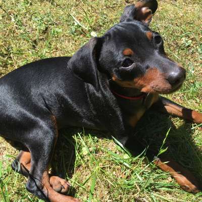 Hundetreffen-Welpentreff Niederschönhausen od. Pankow-Bild