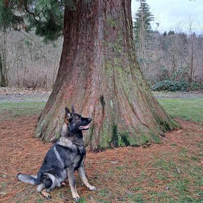 Hundetreffen-Suche Spiel Kameraden-Bild