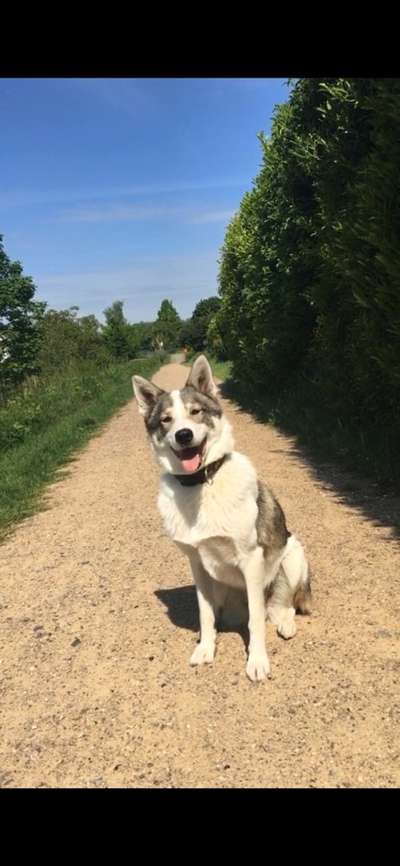 Sibirisch Europäisch Laika-Beitrag-Bild