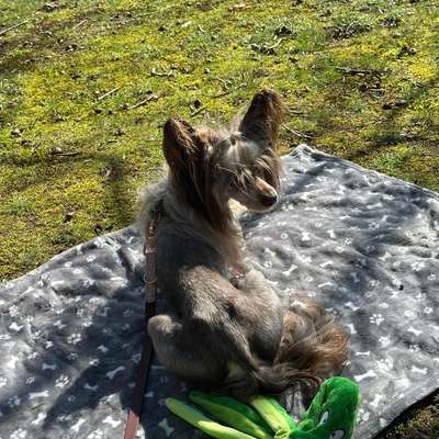 Hundetreffen-Kleine Hunde Gassirunde-Bild