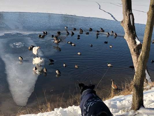 Dogorama-Monats-Challenge-Mai "Wasser"-Beitrag-Bild