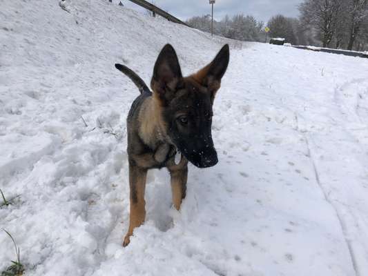 Welpen Bilder !-Beitrag-Bild