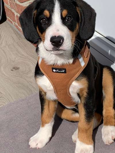 Fotochallenge Nr. 29 - Accessoires-Beitrag-Bild