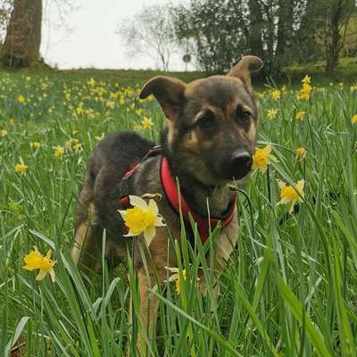 Hundetreffen-Suche Spielgefährten, Treffen gemeinsam Gassi gehen-Bild