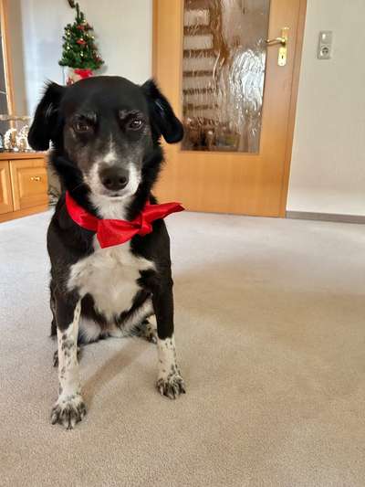 Dogorama Photo Challenge - Bescherung-Beitrag-Bild