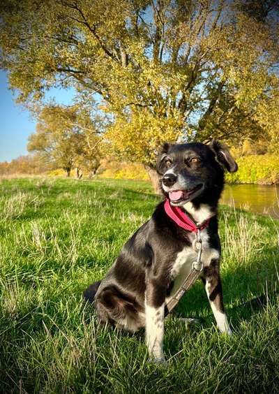 Hundetreffen-Spaziergang, Training, Austausch-Bild