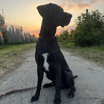 Hundetreffen-Übungspartner gesucht-Bild