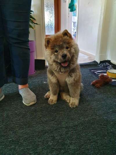 Welpen Bilder !-Beitrag-Bild