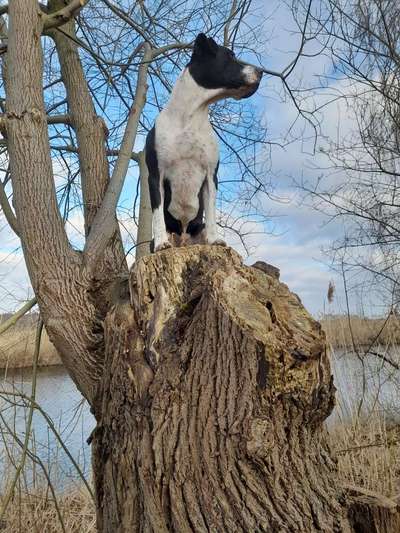 Wald Bild-Beitrag-Bild