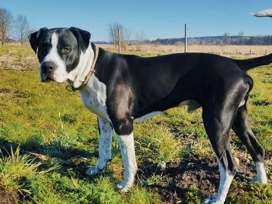 Mischlinge raten - Rätselspaß-Beitrag-Bild