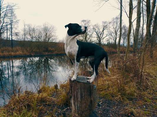 Dogorama Photo Challenge - Hundeblick zum hinschmelzen-Beitrag-Bild