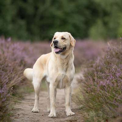 Hundetreffen-Spieltreffen/Gassirunde-Bild