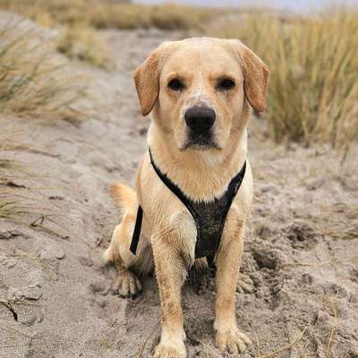 Hundetreffen-Spieltreffen/Gassirunde-Bild