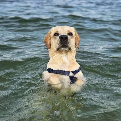 Hundetreffen-Spieltreffen/Gassirunde-Bild