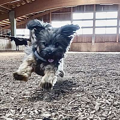 Die Dogorama Wochen Challenge-Beitrag-Bild