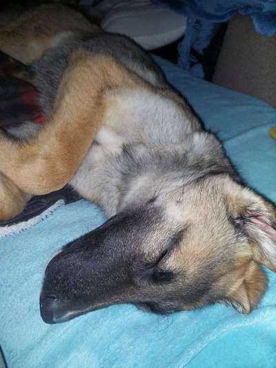 Holländische Schäferhunde-Beitrag-Bild