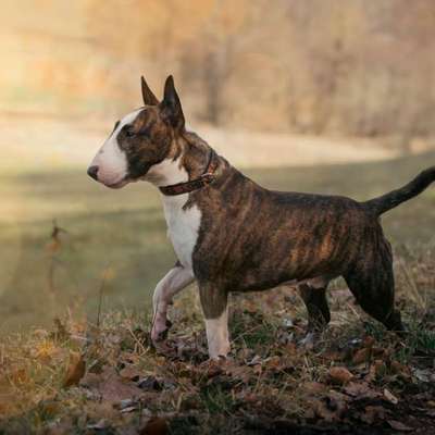 Hundetreffen-Spiel-Bild