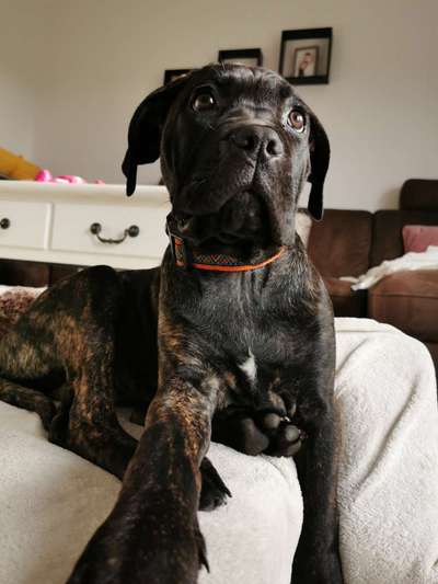 Rassensuche Cane Corso Italiano-Beitrag-Bild