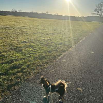Hundetreffen-Spielen und Gassi gehen-Bild