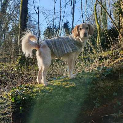 Hundetreffen-Gassirunden im Neandertal-Bild