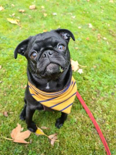 Die Dogorama Kalender Challenge Titelbild-Beitrag-Bild