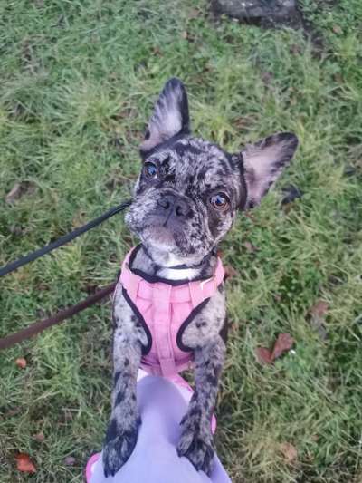 Französische Bulldoggen-Beitrag-Bild