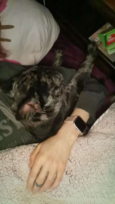 Französische Bulldoggen-Beitrag-Bild