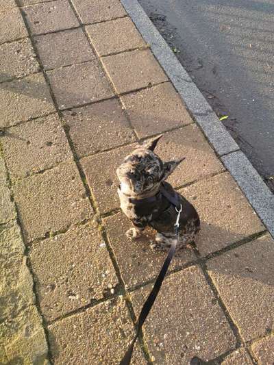 Wie heißt dein Hund?-Beitrag-Bild