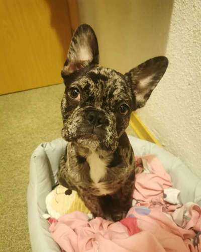 Französische Bulldoggen-Beitrag-Bild