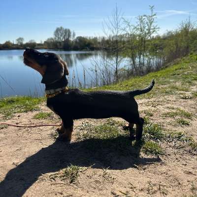 Hundetreffen-Welpentreffen - kleine Hunderassen - in Weyhe gesucht-Bild