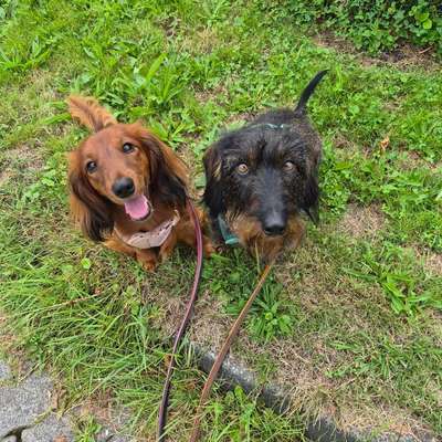 Hundetreffen-Hundewalkies-Bild