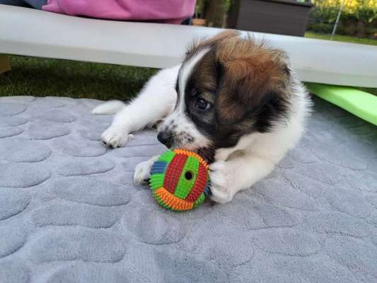 Welpen Bilder !-Beitrag-Bild