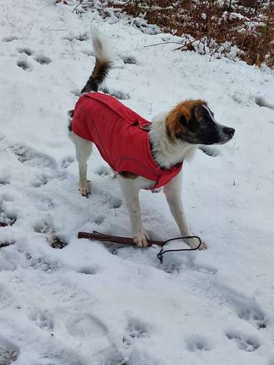 Dogorama Photo Challenge - Winterstimmung-Beitrag-Bild