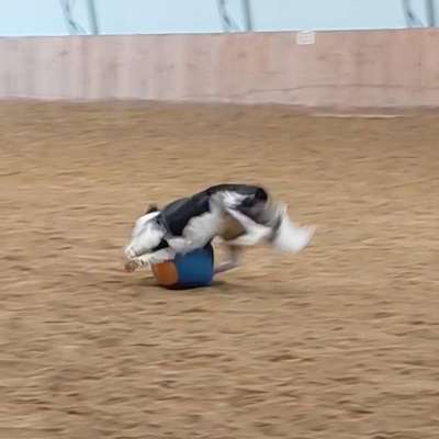 Hundetreffen-Junghundetreffen-Bild
