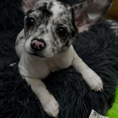 Hundetreffen-Welpentreffen für Zwerge-Bild