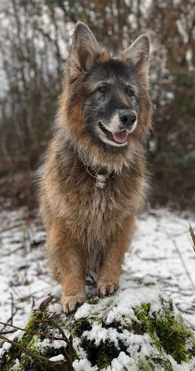 Dogorama Photo Challenge - Winterstimmung-Beitrag-Bild