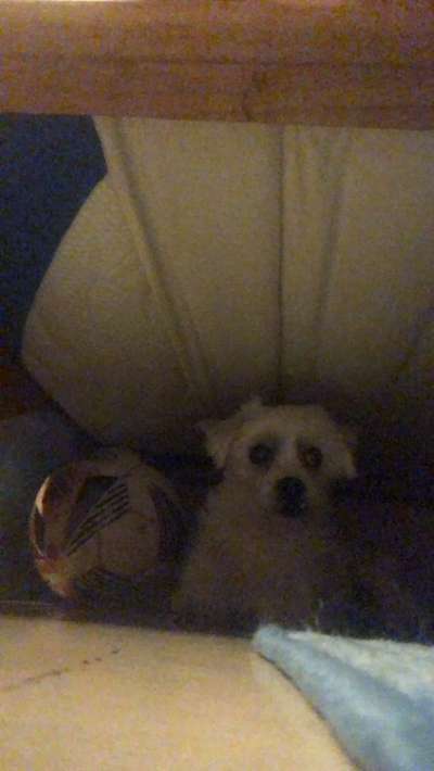 🎆🚫 Silvesterverbot in den Niederlanden! Was denkst du darüber?-Beitrag-Bild